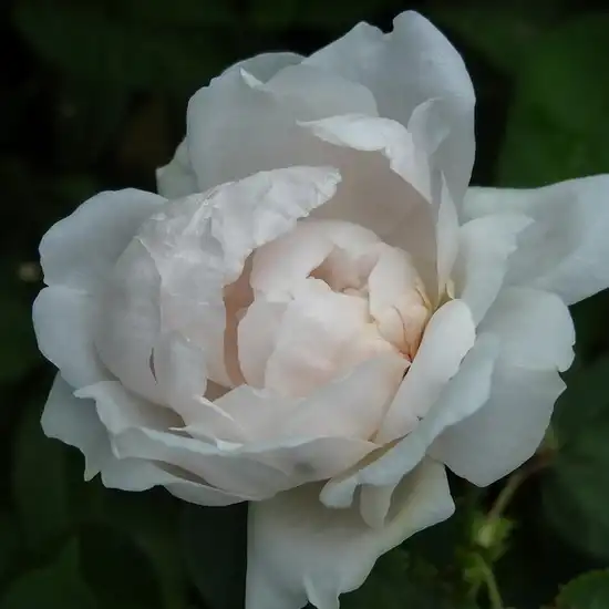 Rosa Ännchen von Tharau - alb - trandafir alba